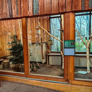 Northern talapoin monkey indoor 2