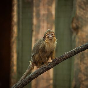 Northern talapoin monkey