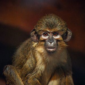 Northern talapoin monkey