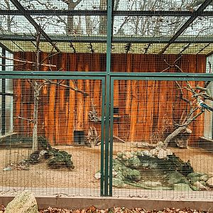 Blue-winged kookaburra & Dusky pademelon