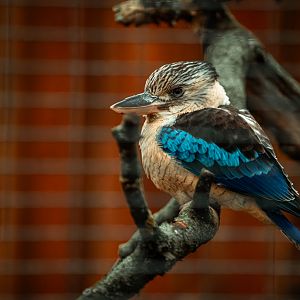 Blue-winged kookaburra