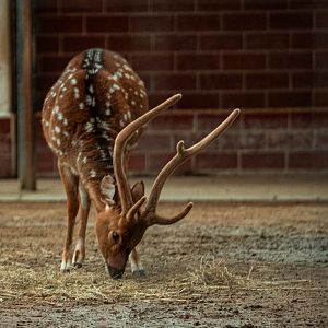 Axis deer