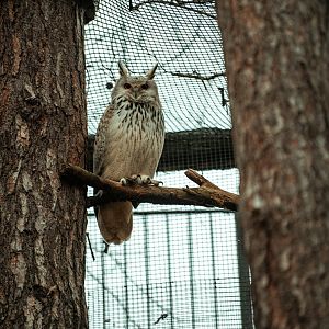 Western Siberian Eagle-owl
