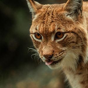 Carpathian lynx