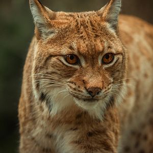 Carpathian lynx