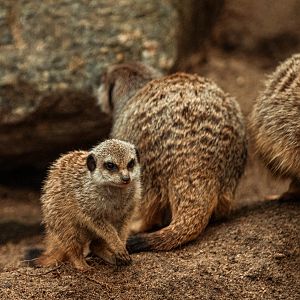 Meerkat