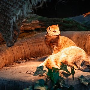 Yellow mongoose