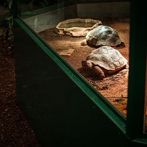 Galapagos giant tortoise