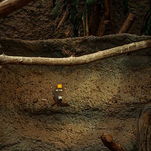 Pallas' long-tongued bat (free flying)