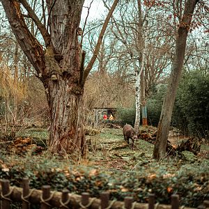 Tapir and coati enclosure