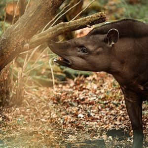Tapir