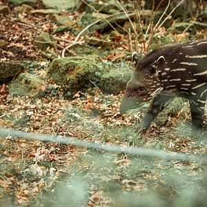 Young tapir
