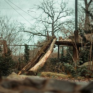 Snow leopard enclosure