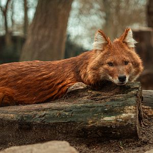 Chinese dhole