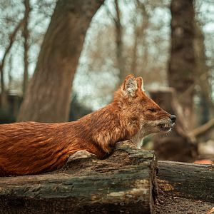 Chinese dhole