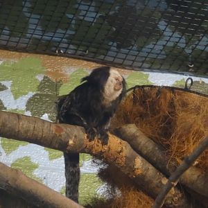 White-Headed Marmoset