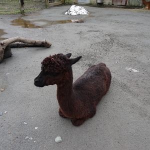 Alpaca