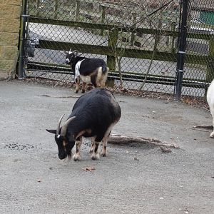 Pygmy Goats