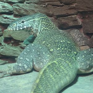 New Nile Monitor