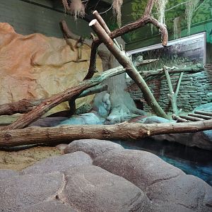 New Nile Monitor Exhibit