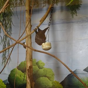 Rodrigues Fruit Bat