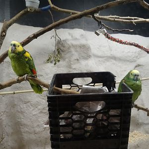Blue-Fronted Amazons