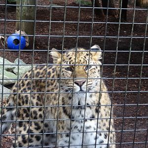 'Lacey' the Amur Leopard