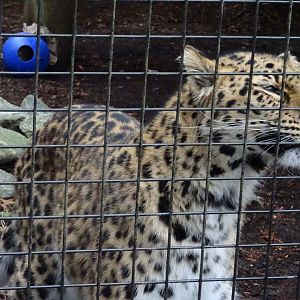 'Lacey' the Amur Leopard