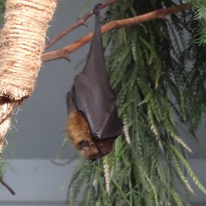 Rodrigues Fruit Bat