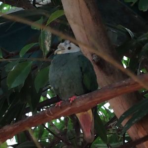 Black-Naped Fruit Dove