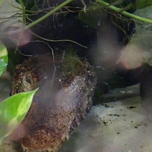 Cuvier's Dwarf Caiman