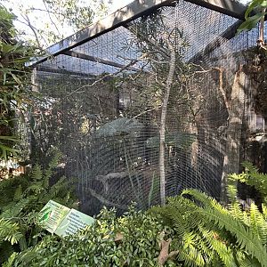 Blue-crowned Hanging Parrot Aviary