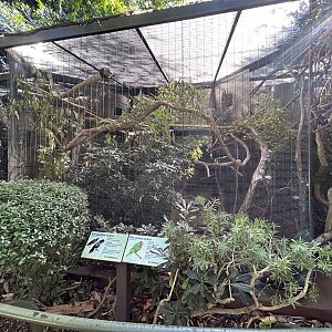 Red-tailed Black Cockatoo & Blue-crowned Lorikeet Aviar