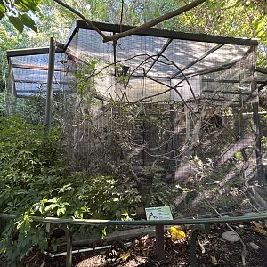 Raggiana Bird-of-Paradise Aviaries