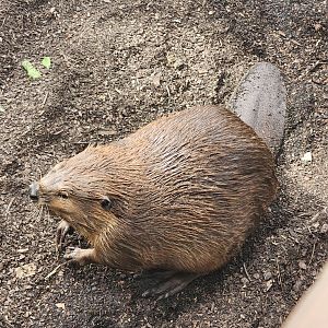Mississippi Aquarium - American Beaver