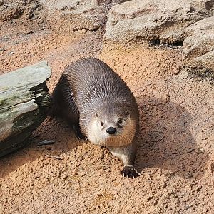 Mississippi Aquarium - North American River Otter