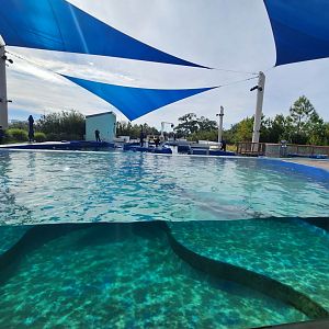Mississippi Aquarium - Dolphin pool