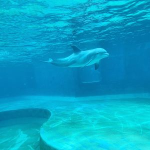 Mississippi Aquarium - Bottlenose Dolphin