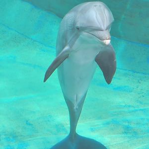 Mississippi Aquarium - Bottlenose Dolphin during show