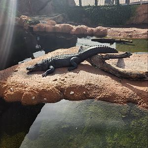 Mississippi Aquarium - American Alligator