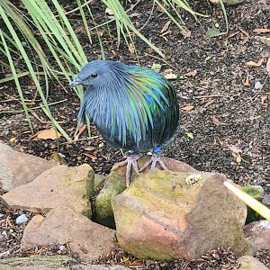 Mississippi Aquarium - Nicobar Pigeon