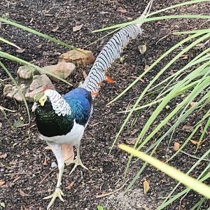 Mississippi Aquarium - Amherst's Pheasant