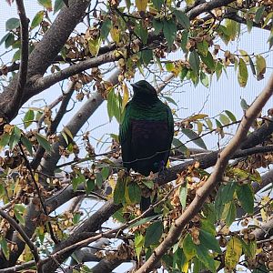Mississippi Aquarium - Emerald Starling