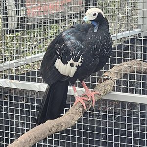 Mississippi Aquarium - Blue-throated Piping Guan