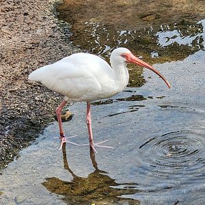 Mississippi Aquarium - White Ibis