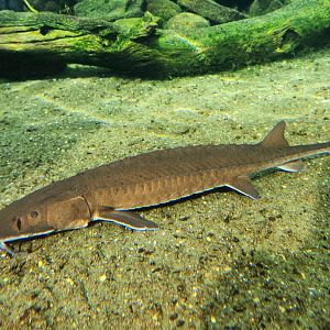 Mississippi Aquarium - Sturgeon