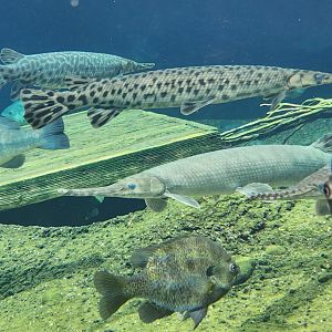 Mississippi Aquarium - Gars