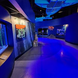 Mississippi Aquarium - Changing Tides entrance path
