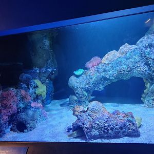 Mississippi Aquarium - Eel tank