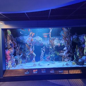 Mississippi Aquarium - Kelp tank